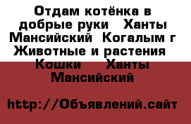 Отдам котёнка в добрые руки - Ханты-Мансийский, Когалым г. Животные и растения » Кошки   . Ханты-Мансийский